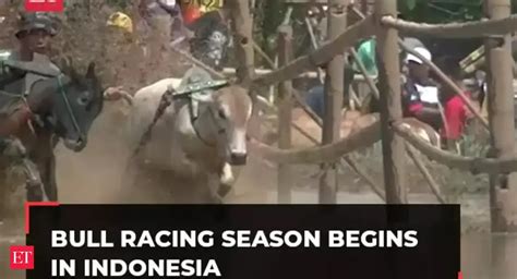 bull racing season: Bull racing season begins in Indonesia, watch ...