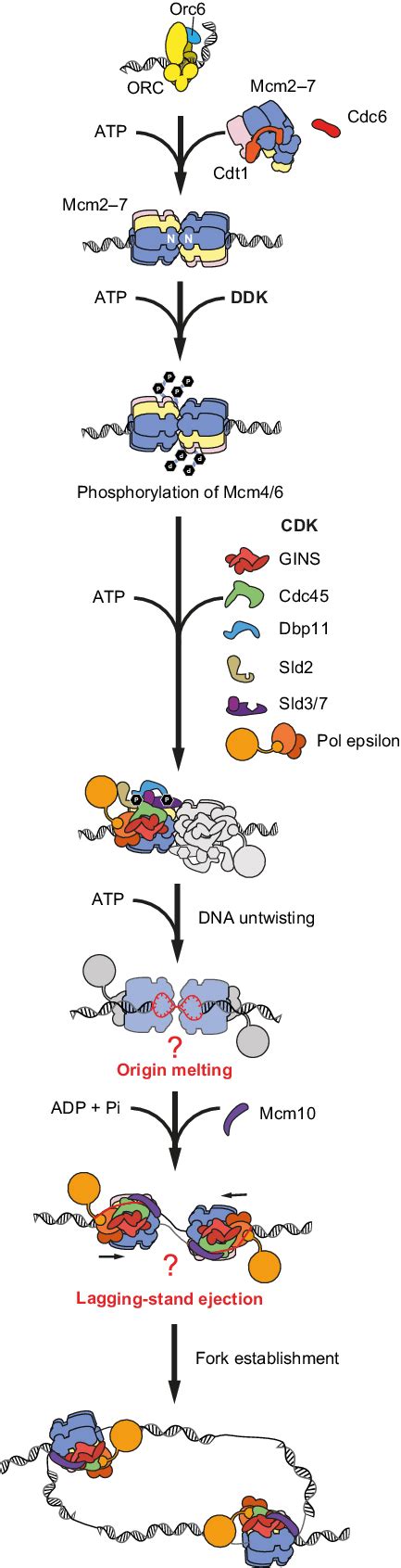Origin of Replication 的图像结果