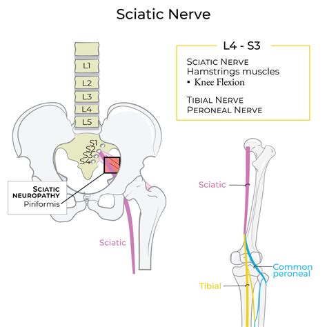 Gross Anatomy Glossary: Sciatic Nerve | ditki medical & biological sciences