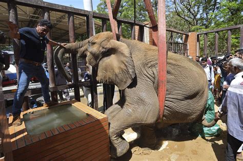 Tragic Tale of Elephant Noor Jehan Sheds Light on Animal Neglect at ...