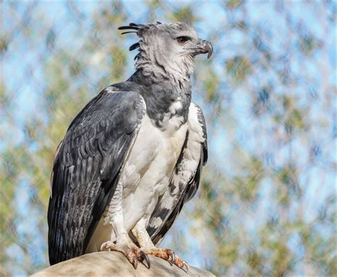 Harpy Eagle Animal Pictures | A-Z Animals