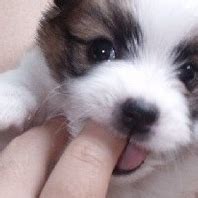 Micropython Camera 的图像结果