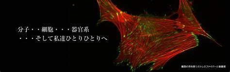 Estee Lauder - セット＆コフレ スキンケア・基礎化粧品その他