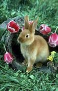 Image result for Spring Animals Bunnies