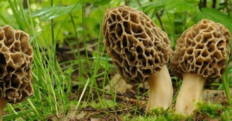 At Rs 30,000 A Kilogram, This Himalayan Mushroom Is The Most Expensive ...