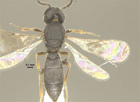 Scelioninae