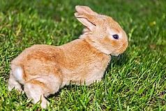 Image result for Really Cute Baby Bunny