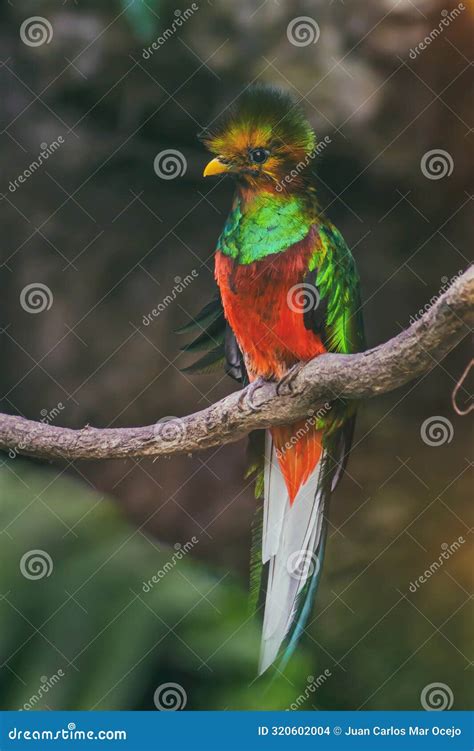 Quetzal (Pharomachrus) stock photo. Image of aztec, plumaje - 320602004