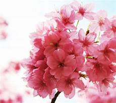 significato fiore di ciliegio fiore di ciliegio significato dei fiori significato fiore di ciliegio fiore di ciliegio significato dei fiori
