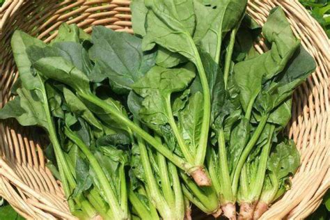 批发冬季蔬菜种子 菜种子 菠菜种子 秋季播种 四季蔬菜种子-阿里巴巴