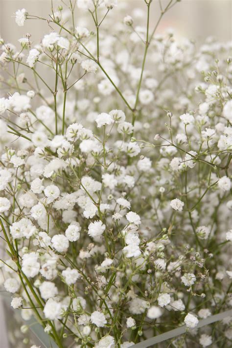 Baby S Breath Houseplant at Buddy Franzen blog