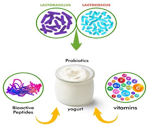 Mixing Yogurt And Antibiotics at Ann Kennedy blog
