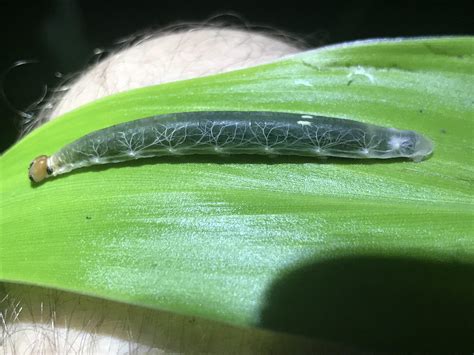 How do ants breathe? : r/askscience