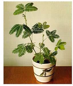 Trendygreens Chui-MUI Plant (Mimosa Sensitive Tree) with pot : Amazon ...