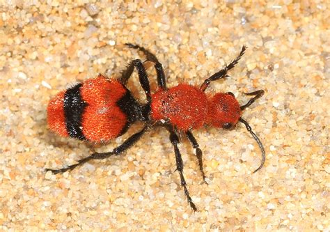What Is A Red Velvet Ant at Ryan Fitzsimons blog