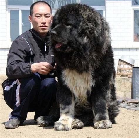 世界十大猛犬第三名，俄罗斯高加索犬。_羊群