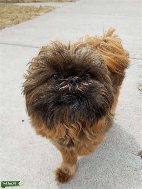 Imperial Shih-tzu for stud - Stud Dog in MN, the United States | Breed ...