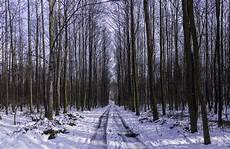 Winter Woods Wallpaper by Landscape Nature Tree Forest Woods Winter Road Wallpaper Winter Woods Wallpaper