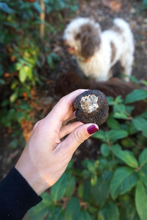 How To Find Truffles In Florida at Nancy Herrick blog