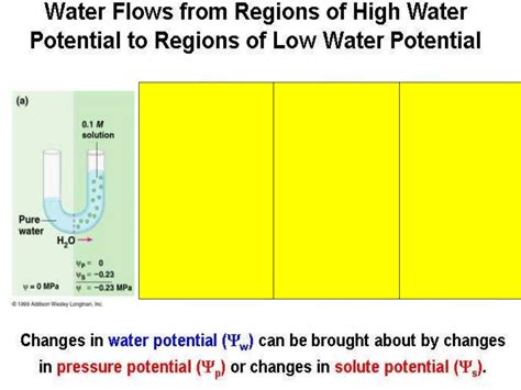 Water Potential.ppt