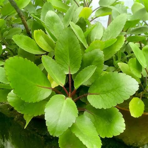 Kalfo Real Patharchatta Live Plant Kidney Stone Plant Patharchatta ...
