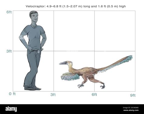 Velociraptor (or swift thief) is a genus of small dromaeosaurid dinosaur that lived during the ...