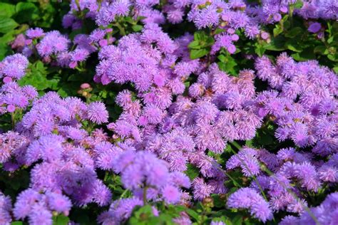 Ground Cover Plants Perennials
