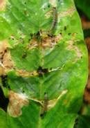 ORGANIC FARMING :: Home