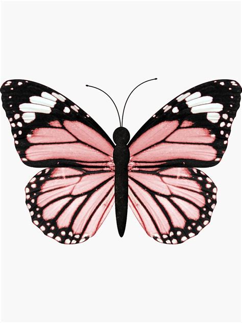 butterfly drawing pink