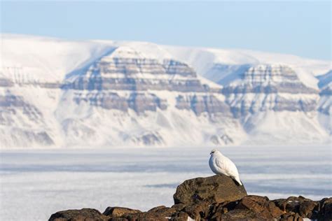 Snowmobile Photography tour - See & Explore | Snowscooter ...