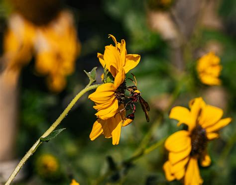 Free Easter Images Photos, Download The BEST Free Free Easter Images ...