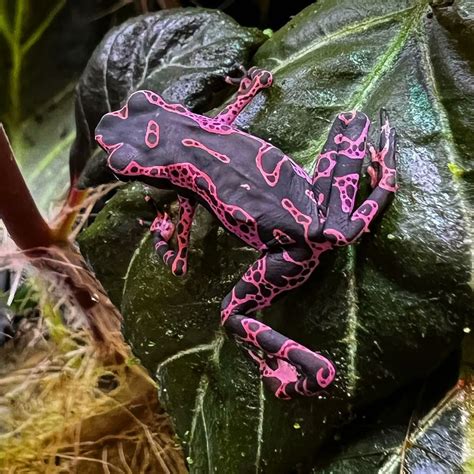 Purple Poison Dart Frogs Purple Poison Dart Frog. Looks Like Awesome