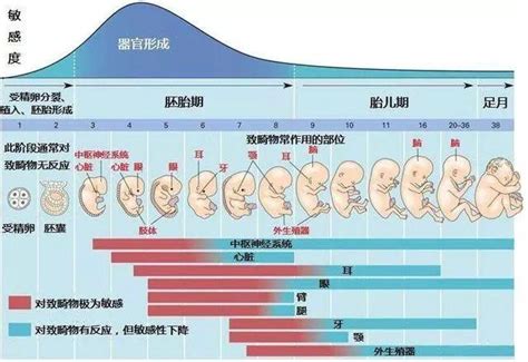 怀孕10周胎儿发育过程图_孕期知识_育儿_99健康网