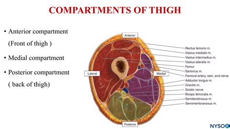 Front of thigh.pptx