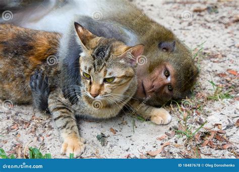 Monkey and cat stock photo. Image of foster, life, facial - 18487678