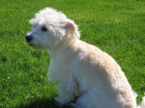 White Terrier Poodle Mix