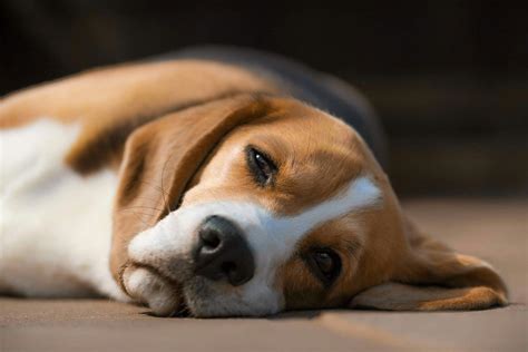 Can Phenobarbital Cause Low Platelets In Dogs