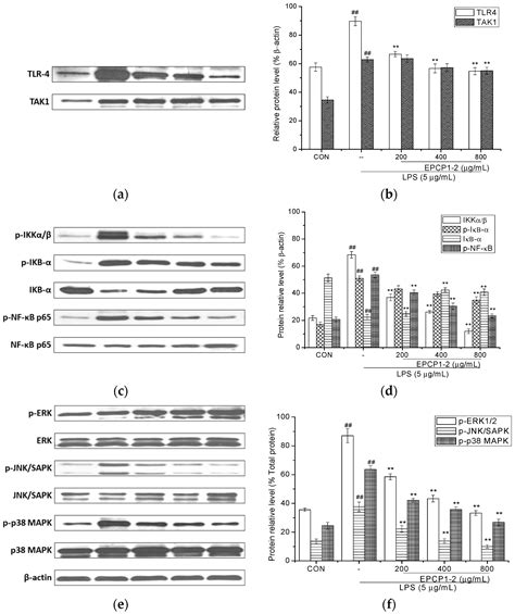 The Anti-Inflammatory Effect and Structure of EPCP1-2 from ...