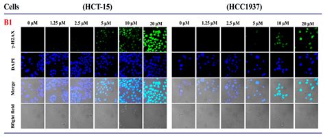 Discovery of Novel 4-Hydroxyquinazoline Derivatives: In Silico, In Vivo ...