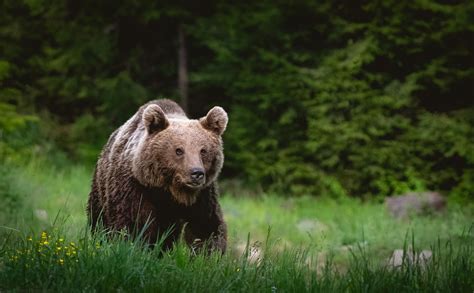 Carpathian brown bear last summer in the mountains of Romania : r/bears