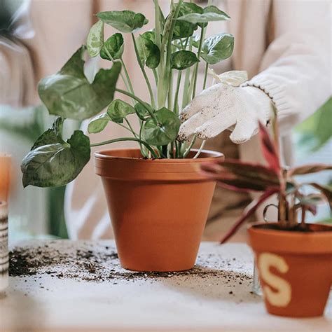 Plant Care – KS ARTS COLLECTION