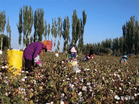 【摘棉花啦摄影图片】纪实摄影_太平洋电脑网摄影部落