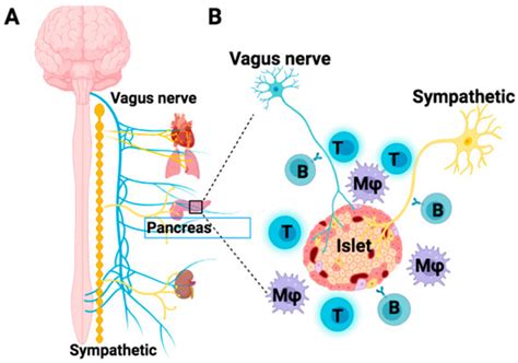 Revisiting the Pathogenesis of Type 1 Diabetes: Importance of Neural ...