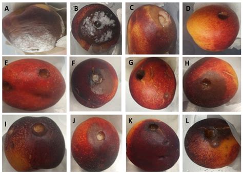 Improving the Biocontrol Potential of Bacterial Antagonists with ...