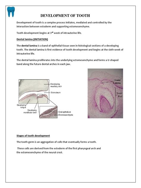 DCH Notebook Development of Tooth | PDF | Human Tooth | Animal Anatomy