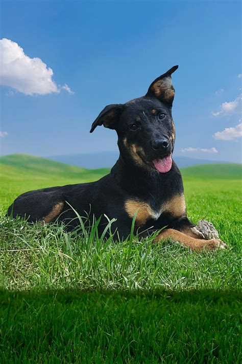 Dog for adoption - Eleanor, a German Shepherd Dog in Kennebunkport, ME ...