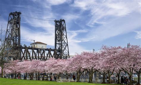 Where to Find Portland Cherry Blossoms | The Official Guide to Portland