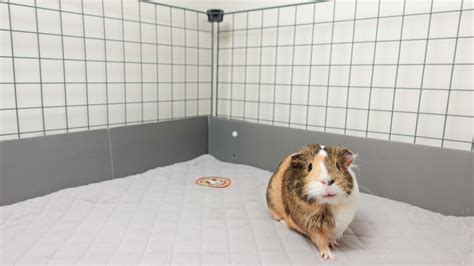 Buy guinea pig cage online