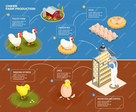 Schéma étape par étape de la production de poulet de la ferme avicole ...