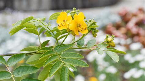 Growing Senna Plant (Sinai Makki) – Farmlands